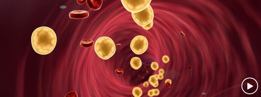 How is cholesterol metabolized?