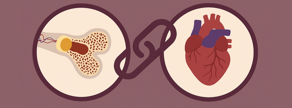 The Hidden Link Between Heart Health and Bone Strength