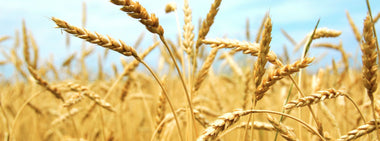 Whole grains are NOT bad for your brain - or your belly