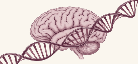 What Is the ApoE Gene — and What Does It Mean for Your Brain?