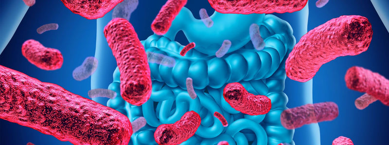 TMAO - Bacteria