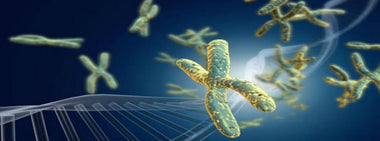 How To Lengthen Telomeres with a Plant-based Diet