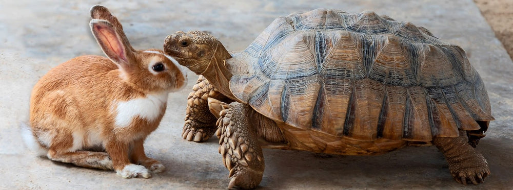 Tortoise wins: Adding healthy habits reaps rewards in the long run