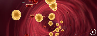 How is cholesterol metabolized?
