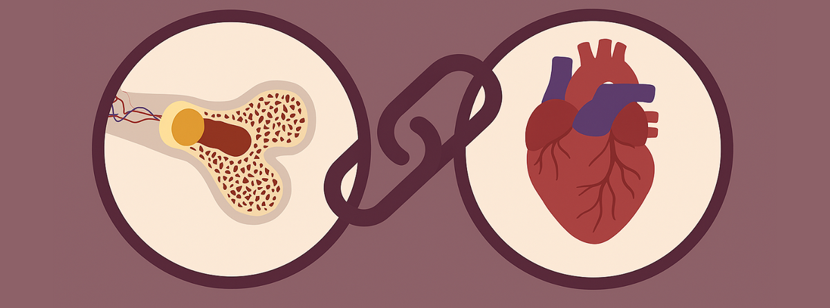 The Hidden Link Between Heart Health and Bone Strength