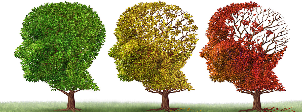 How Do You Slow Brain Aging With Food?
