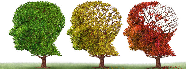 How to slow brain aging