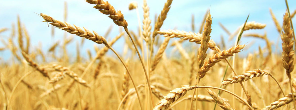 Whole grains are NOT bad for your brain - or your belly