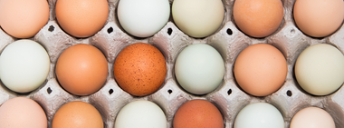 Which eggs should I buy?