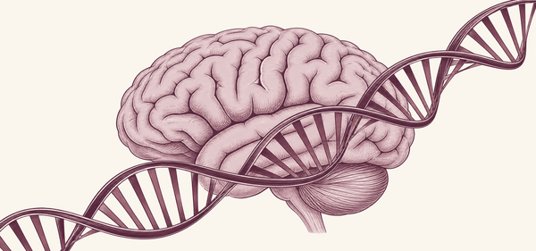 What Is the ApoE Gene — and What Does It Mean for Your Brain?