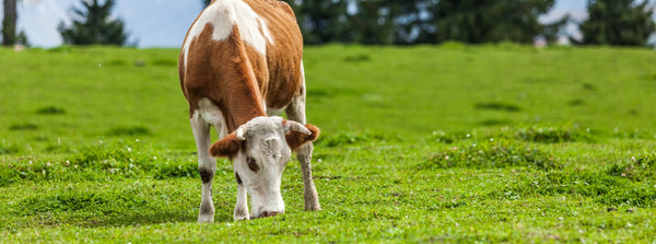 What Do "Non-GMO" and "Grass-Fed" Labels Really Mean?