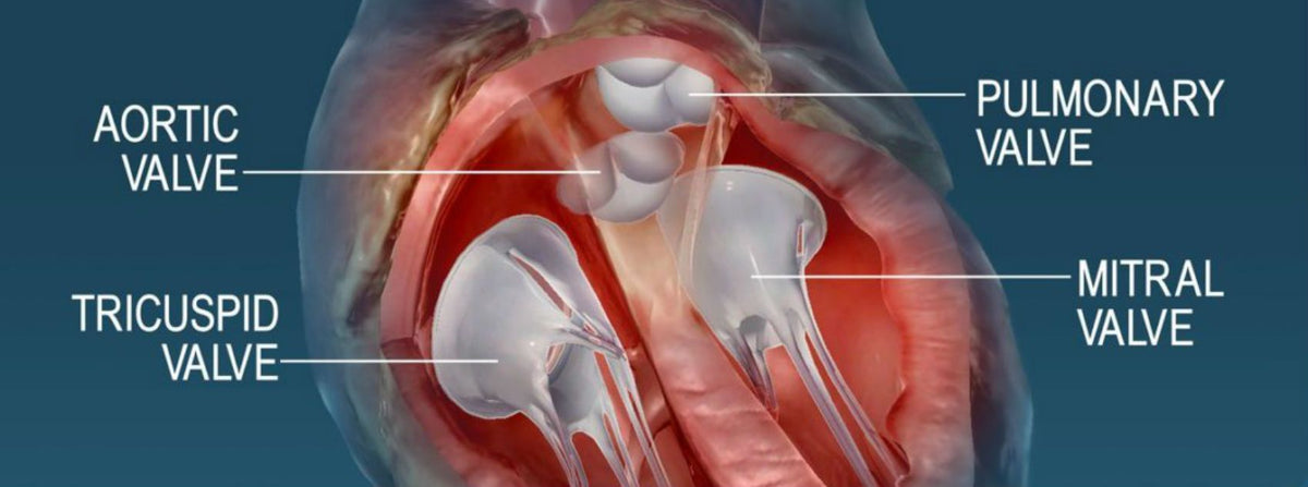 Heart valve function hinges on healthy cholesterol and blood pressure