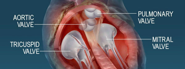 Heart valve function hinges on healthy cholesterol and blood pressure