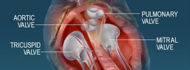 Heart valve function hinges on healthy cholesterol and blood pressure